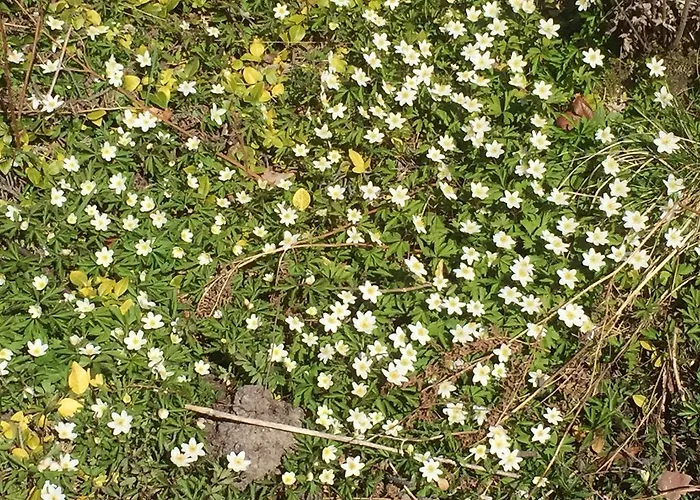 بيت للعطل Borgdala *